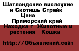 Шатландские вислоухие и Скотишь Страйк › Цена ­ 1 000 - Приморский край, Находка г. Животные и растения » Кошки   